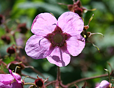 Flowering raspberry (Rubus odoratus)