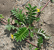Silverweed (Potentilla anserina)