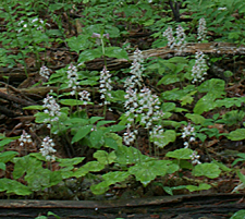 Foamflower (Tiarella cordifolia)