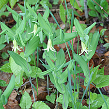 Perfoliate bellwort (Uvularia perfoliata)