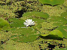 Fragrant waterlily (Nymphaea odorata)