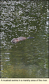 A muskrat swims in a marshy area of the river.