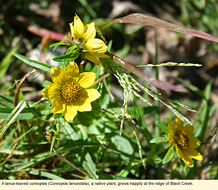 A lance-leaved coreopsis (Coreopsis lanceolata), a native plant, grows happily at the edge of Black Creek.